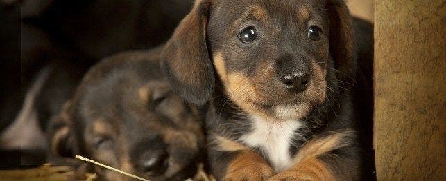 Taking care of a 6 week old sales puppy