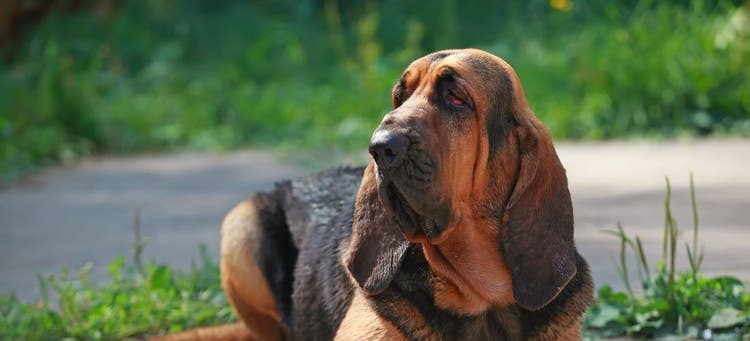 How to care for hunting dogs.