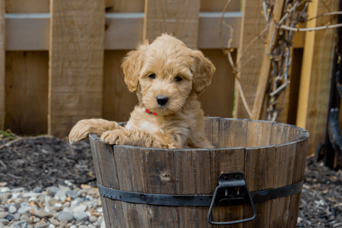 Golden snickerdoodle dog top