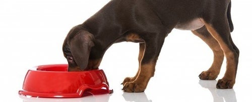 When do i online start weaning puppies