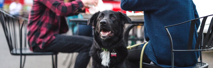 A black dog with white chest AI-generated content may be incorrect.