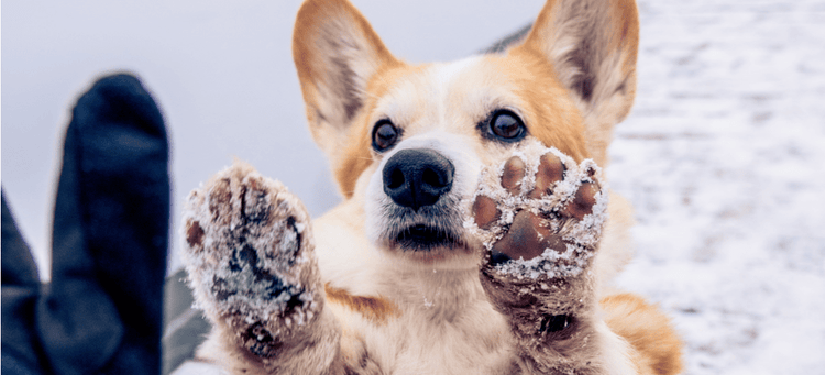 A dog show its snowy paws to its pet parent.