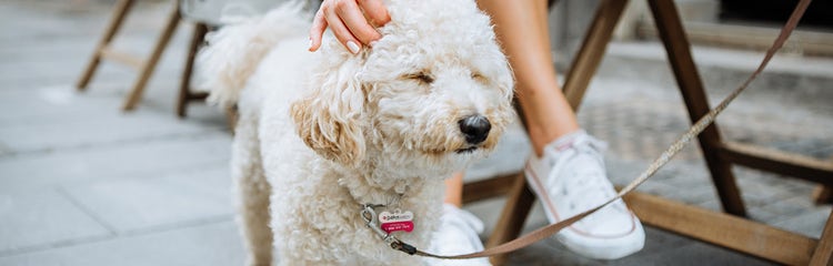 A dog with its eyes closed AI-generated content may be incorrect.