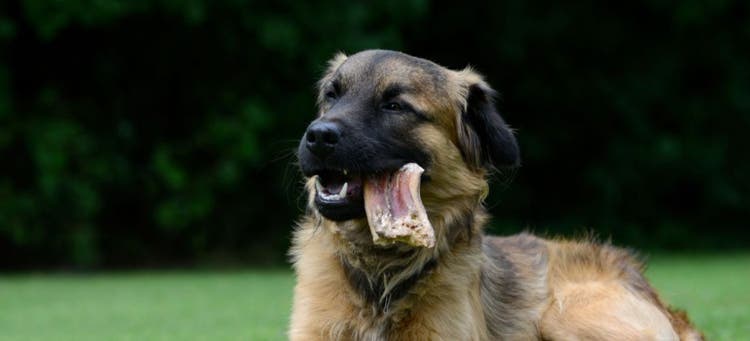 Here are tips to stop your dog from eating something off of the street.
