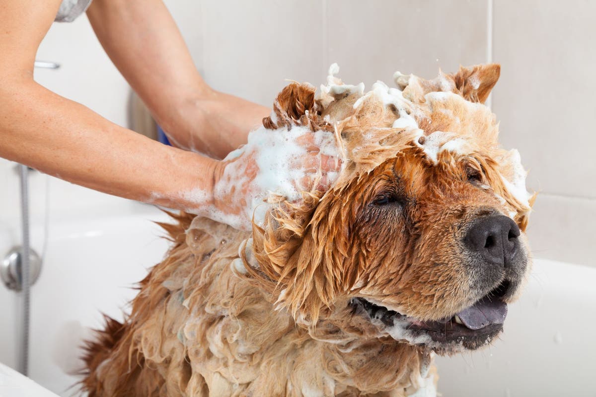 How to Bathe Your Dog