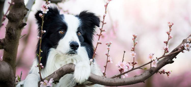 A dog playing outside in the spring.