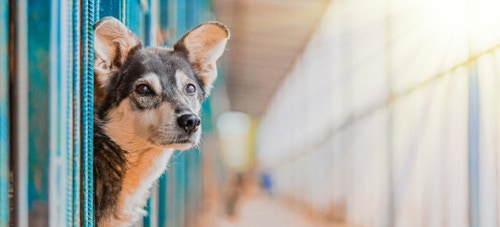 Adopting a Shelter Dog on National Mutt Day PetPlace
