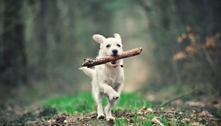 name ideas for fast dogs