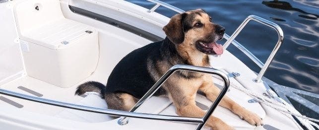 boat themed dog names