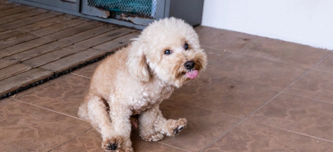 Dog Scooting Explained: Safe Home Remedies and Signs It’s Time for the ...