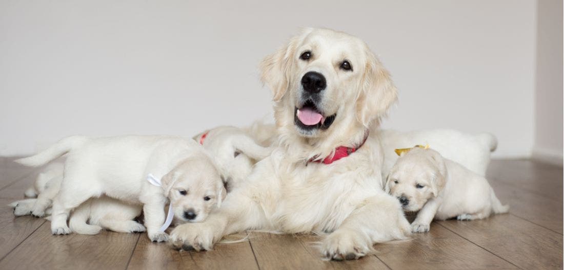Vet Tips on the Canine Birthing Process PetPlace