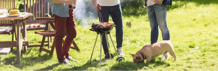 Dog sniffing around the grill.