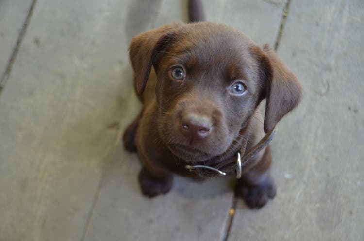 puppy diarrhea