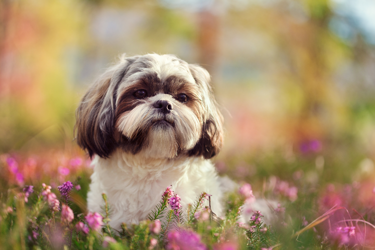 A Shih Tzu stands in a field of flowers.