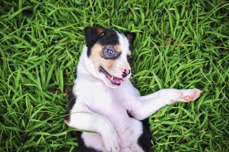 names for dumb dogs