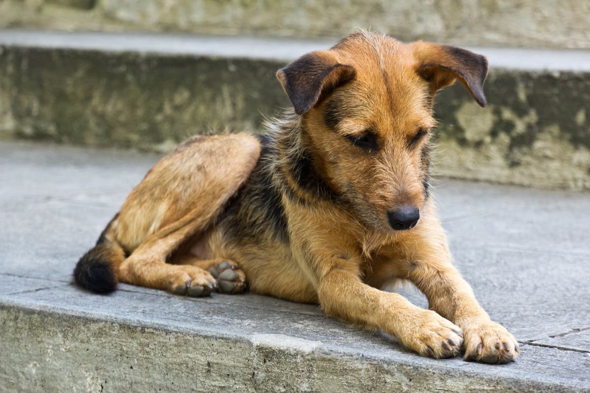 Stray Dogs Name Ideas for Stray Found or Rescued Dogs PetPlace