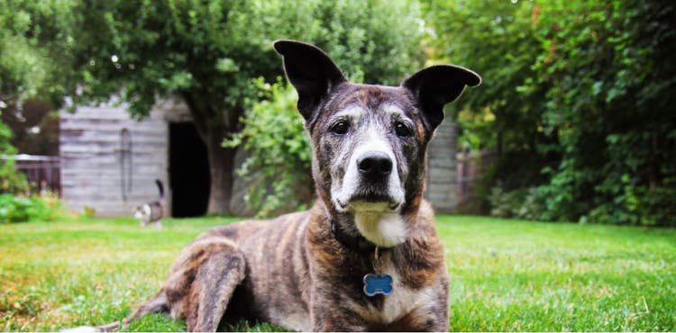 A senior pit bull rests in the grass.