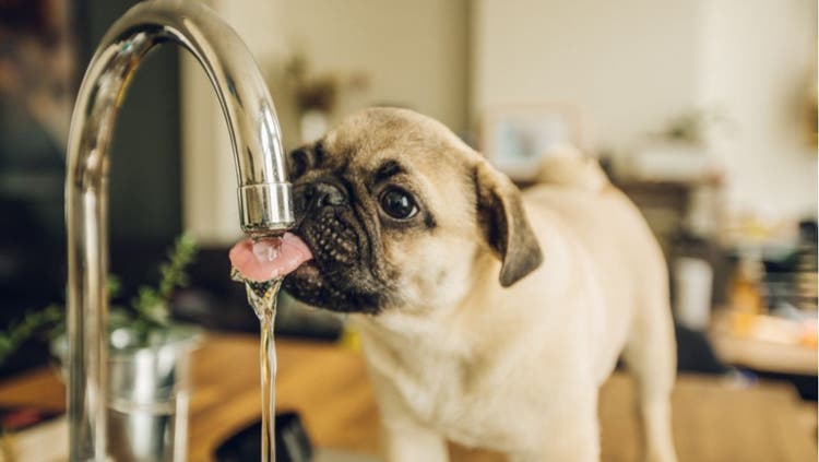 A dog laps water from a running kitchen sink.