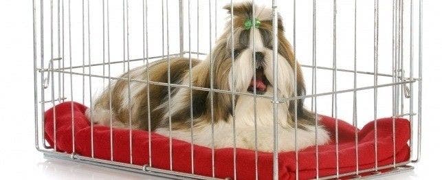 Dog drags bedding out of crate hotsell