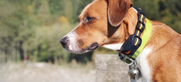 A dog with a helmet on AI-generated content may be incorrect.