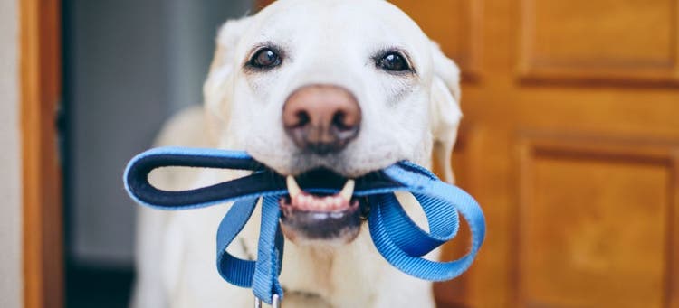 Lab holding a leash