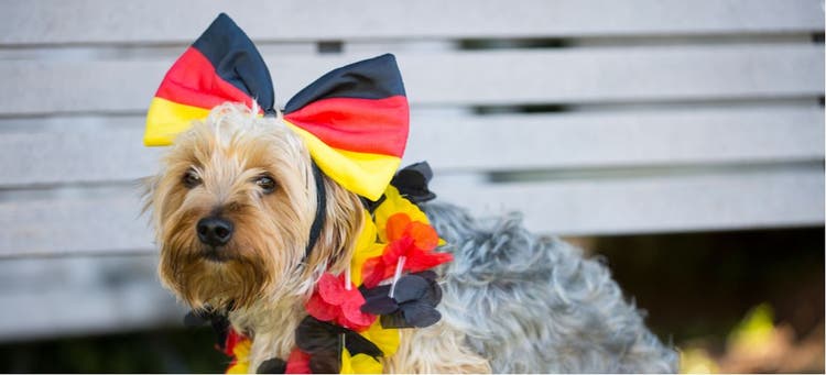 A terrier wears the German colors.
