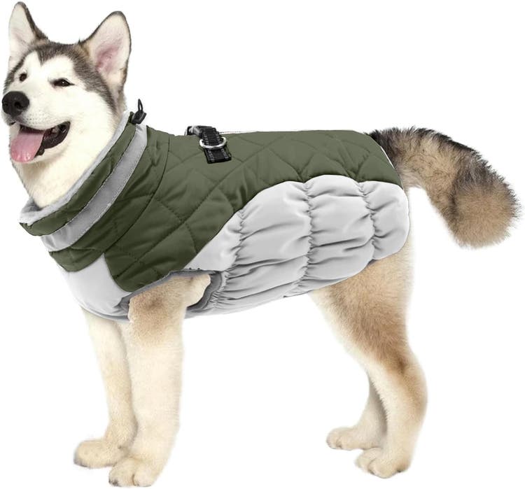 A dog wearing a coat AI-generated content may be incorrect.