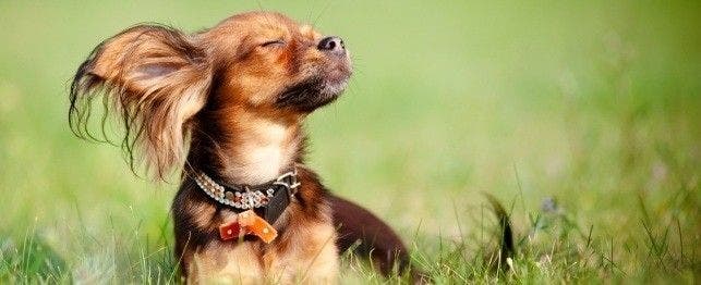 naming your red or orange dog