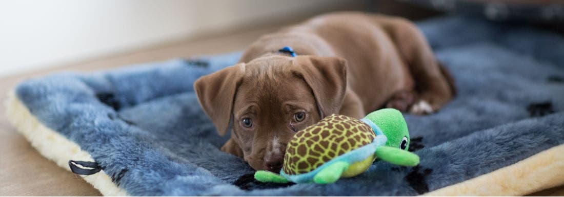 How to Create a Dog Feeding Schedule