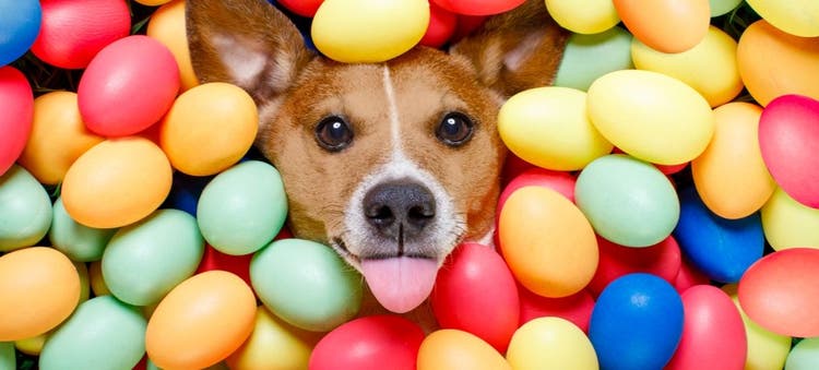 Easter-inspired dog names.