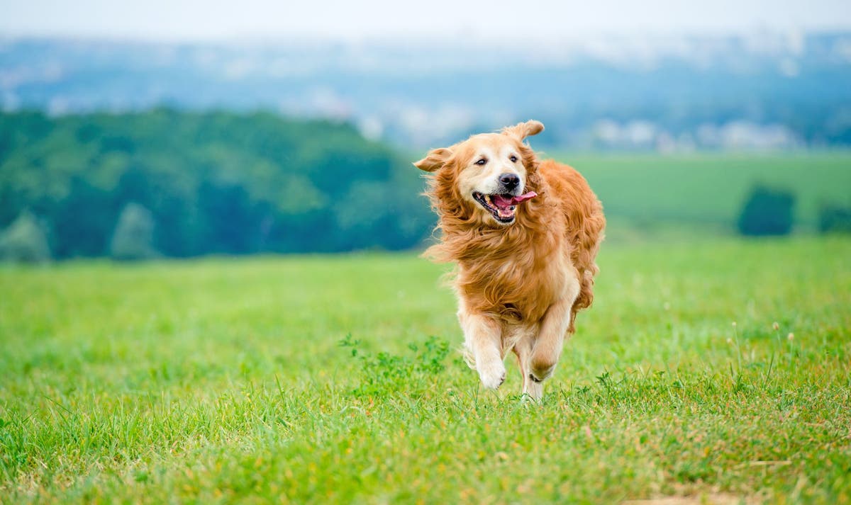 Male Dog Names What are the Meanings of Common Male Dog Names?