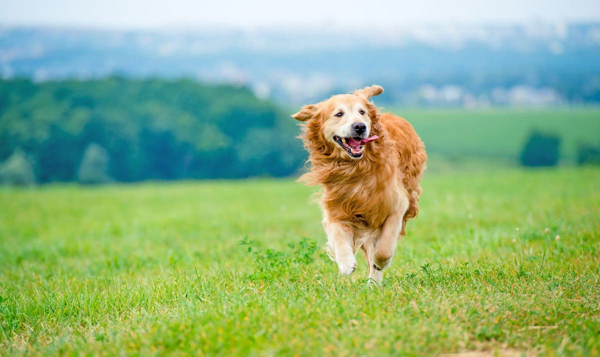 golden retriever names for boys