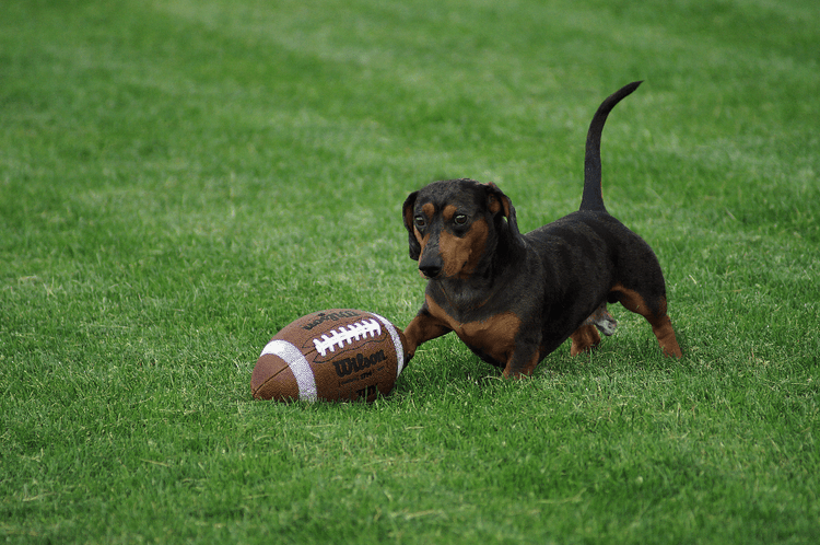 A Dachshund chases a football.