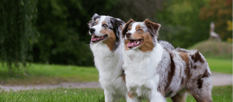Two Australian Shepherds standing side by side.
