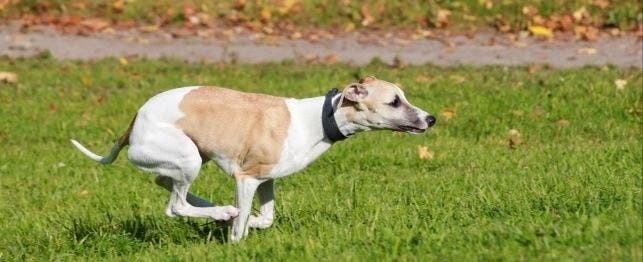 A whippet runs to the right of the frame.