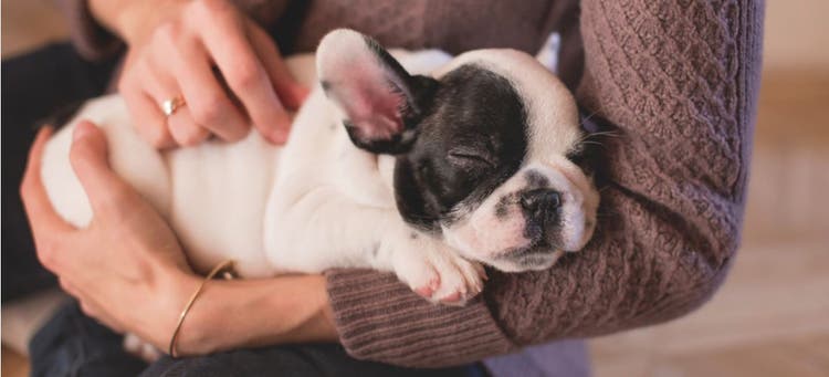 Here's how to hold a puppy.