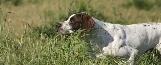 names for hunting dogs