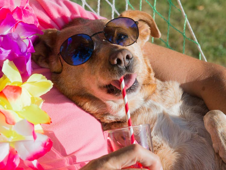 A dog lying in a hammock drinking from a straw Description automatically generated