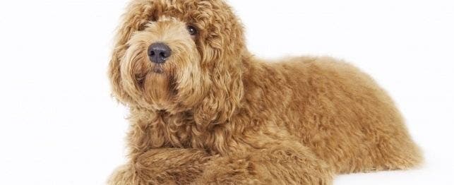 names for labradoodles