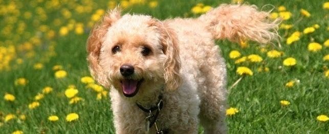 names for cockapoo dogs