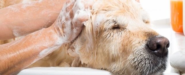 is it ok to wash my dog with human shampoo