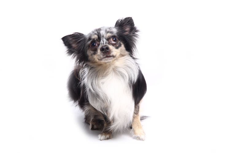 naming your multicolored dog
