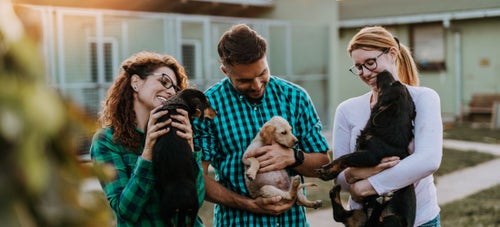 Featured Rescue Group GO Rescue Pet Adoption Center PetPlace