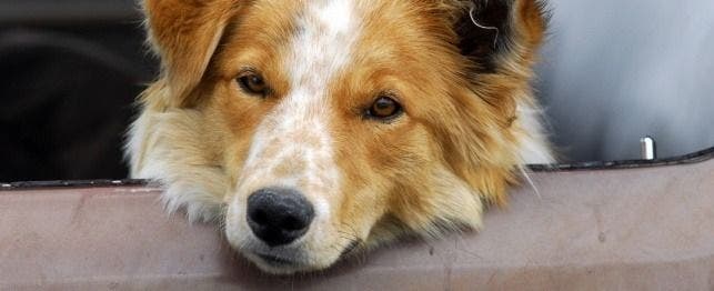 mixed breed dog names