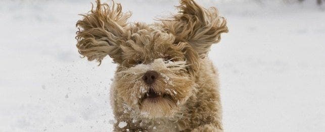 winter inspired dog names