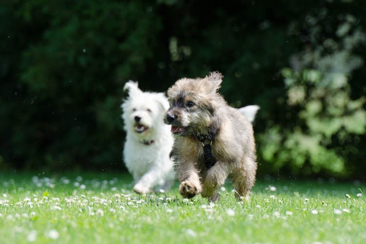 Puppy Playdate Guide