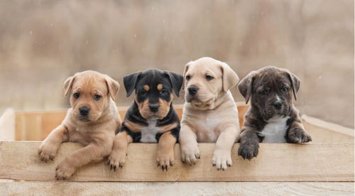 Best website sales to buy puppies