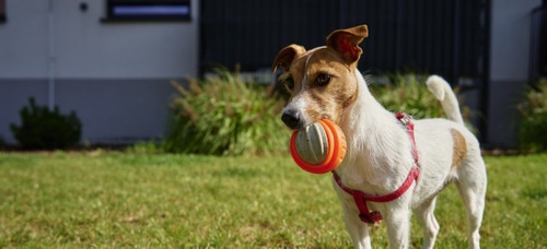 Best dog discount fetch toys