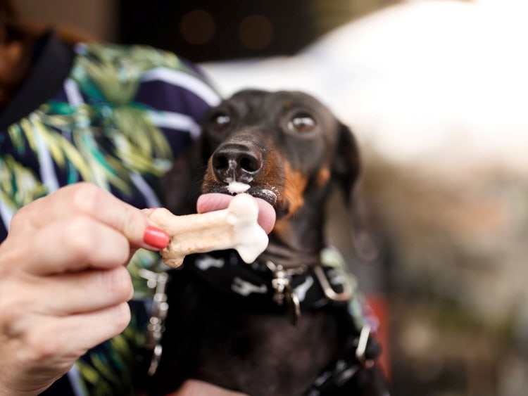 A dog eating a bone Description automatically generated