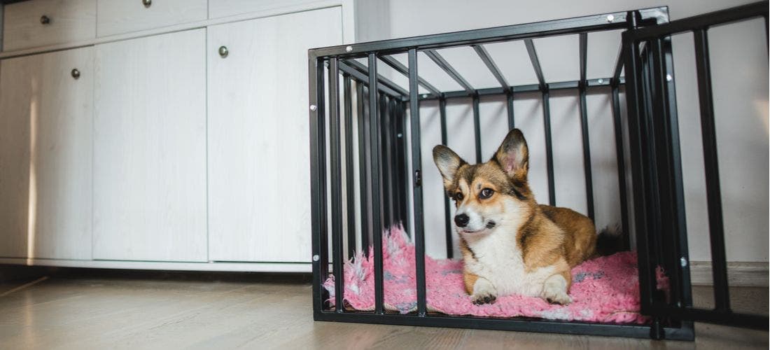 Puppies Love This Crate-Training Tool That Keeps Their Attention